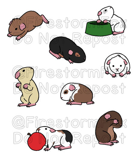 Guinea Pigs, 2017